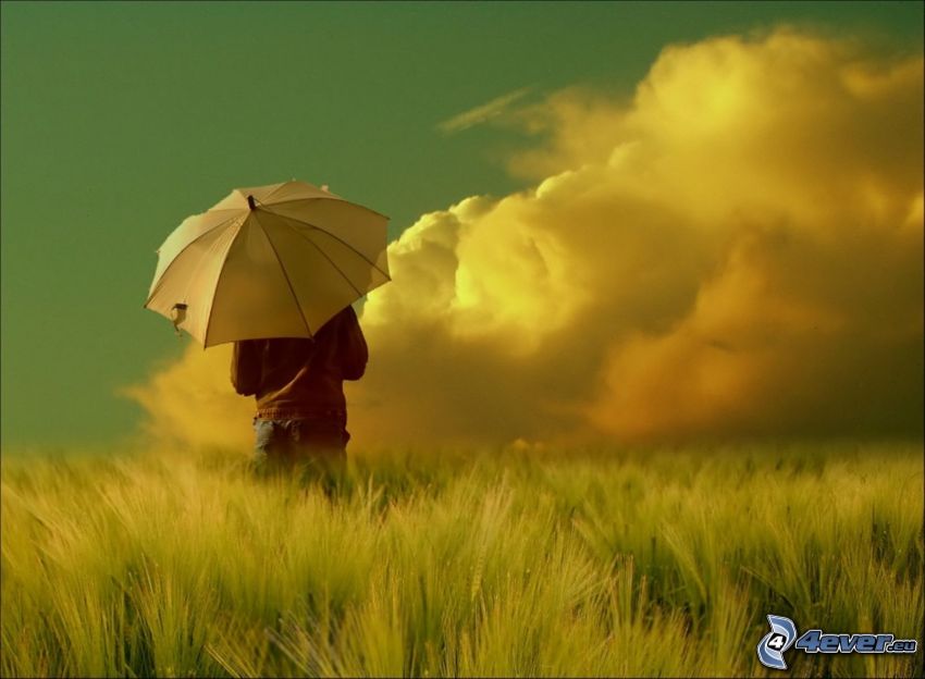 lány esernyővel, mező