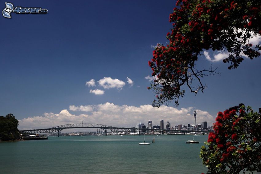 Auckland Harbour Bridge, piros virágok, hajók, felhők
