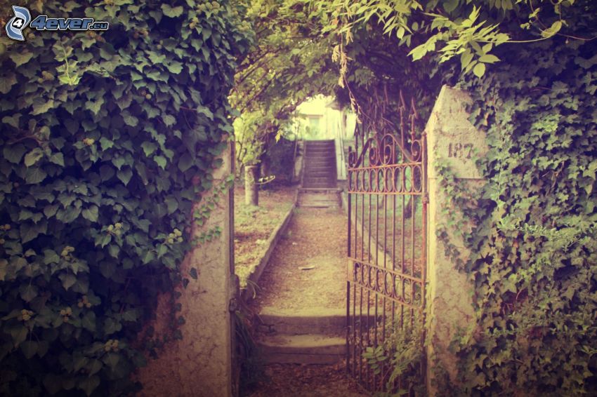 lépcső, kapu, növények