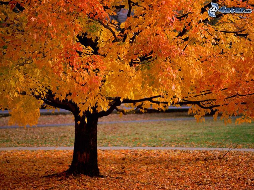 őszi fa, park, levelek