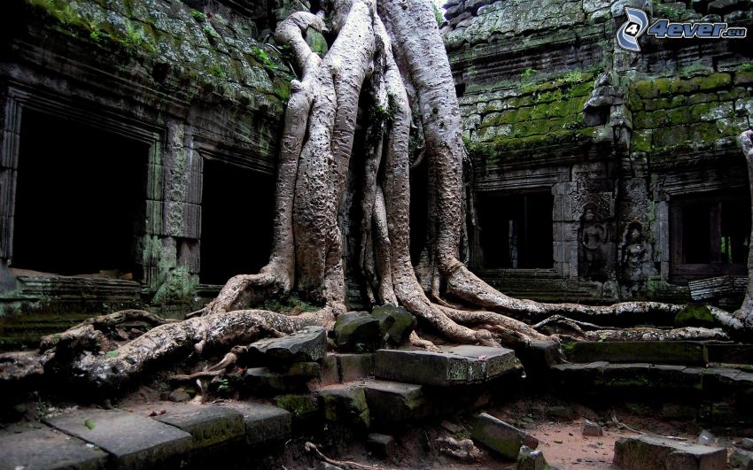 Angkor Wat, régi épület, fa