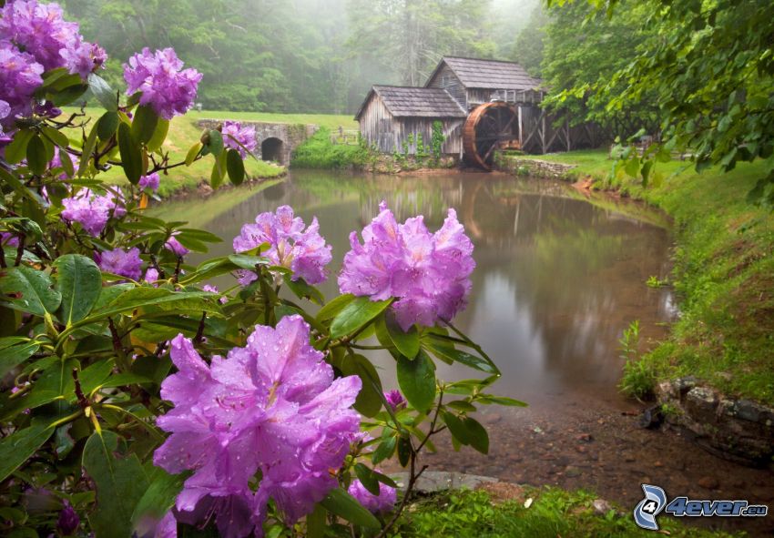 Mabry Mill, rózsaszín virágok, folyó, erdő
