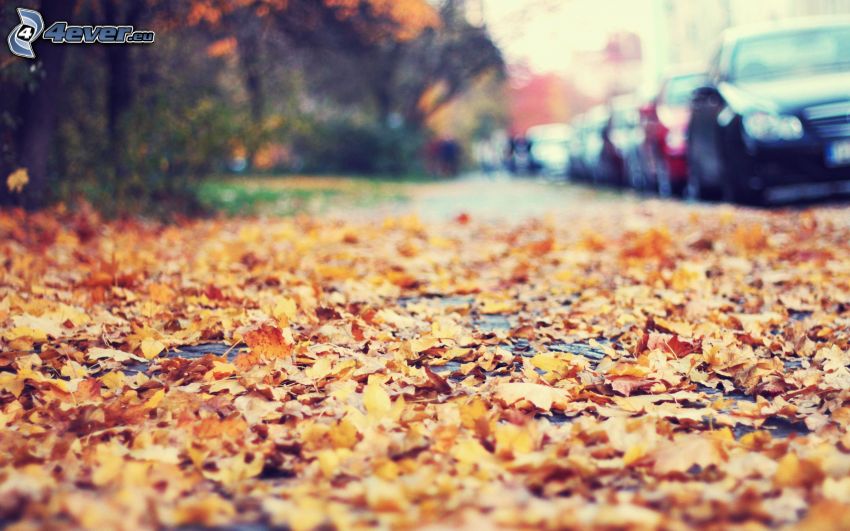 őszi levelek, út, autók
