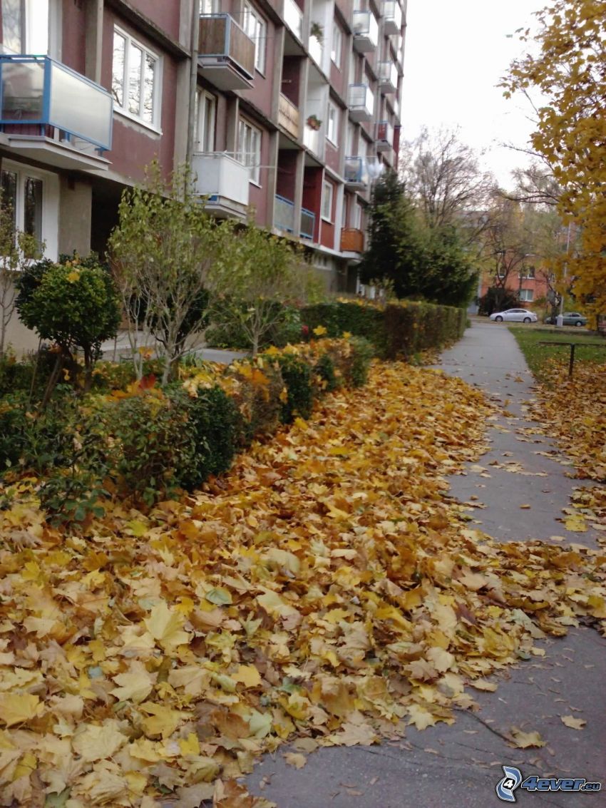 panelház, őszi levelek, bokrok, járda