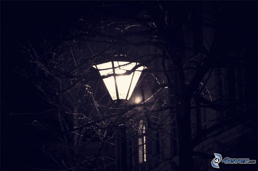 utcai lámpa, ágak, éjszaka