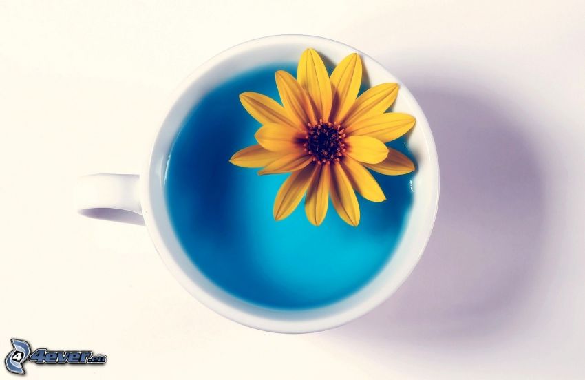 sárga virág, csésze, víz