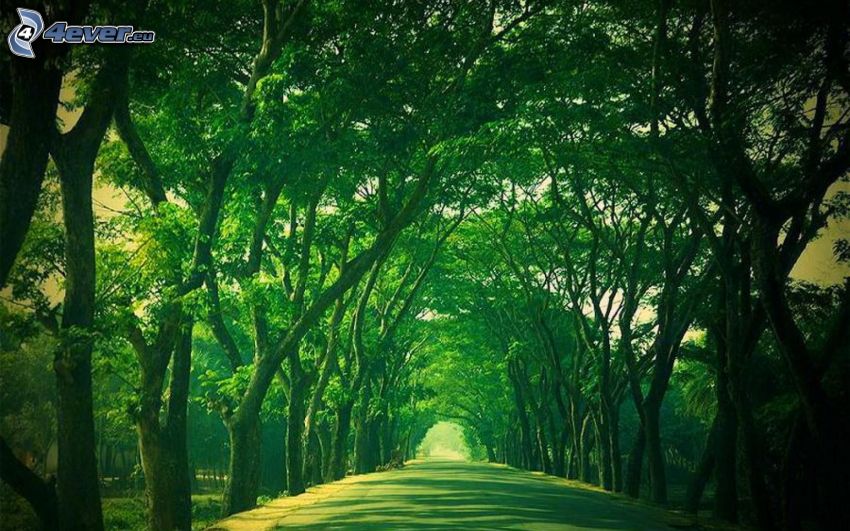 út, fa ösvény, zöld fák