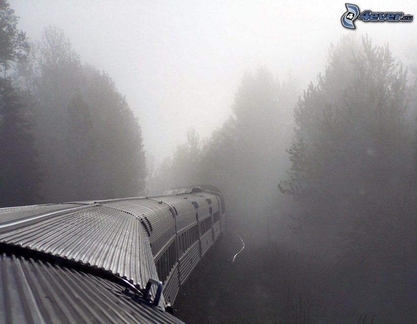 vonat, köd, erdő, India
