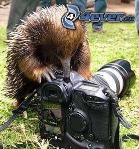 állat, fényképezőgép