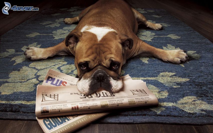 Angol buldog, szomorú kutya, újság, szőnyeg