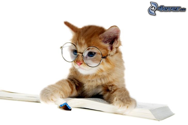 barna cica, szemüveg, könyv