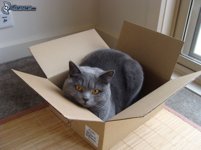 brit macska, doboz
