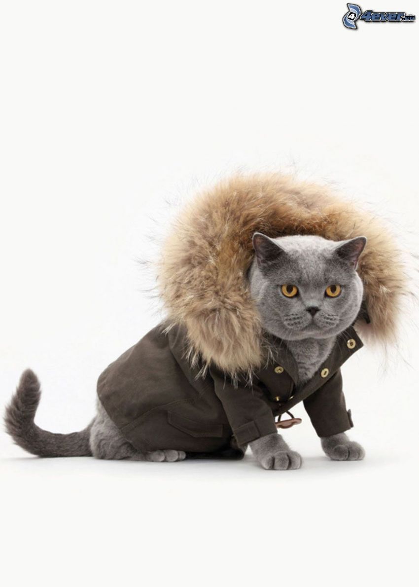 brit macska, kabát