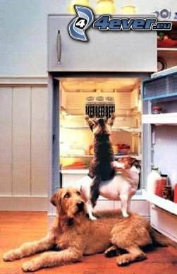 együttműködés, kutya és macska, hűtőgép
