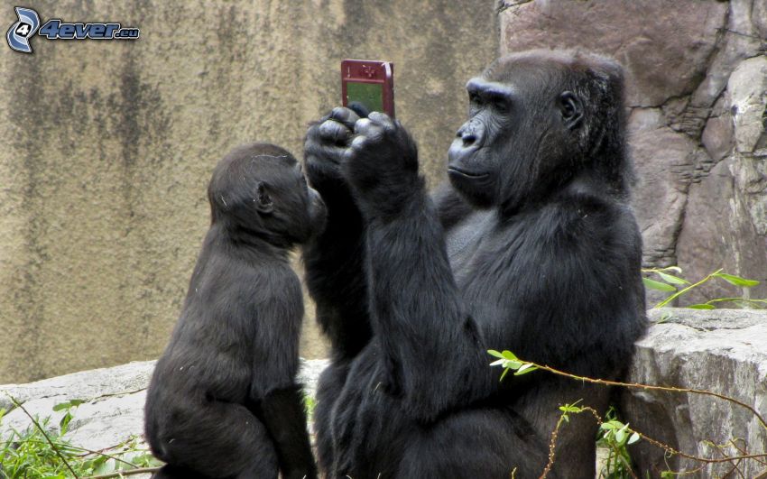 gorilla, kölyök, játék