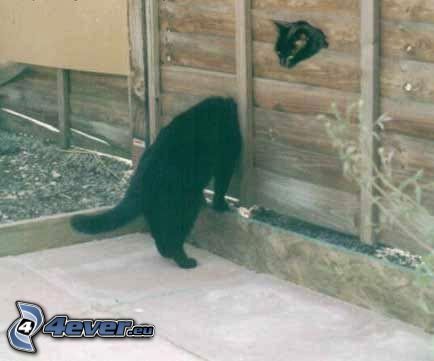 hosszú macska, fekete macska, fakerítés, farok