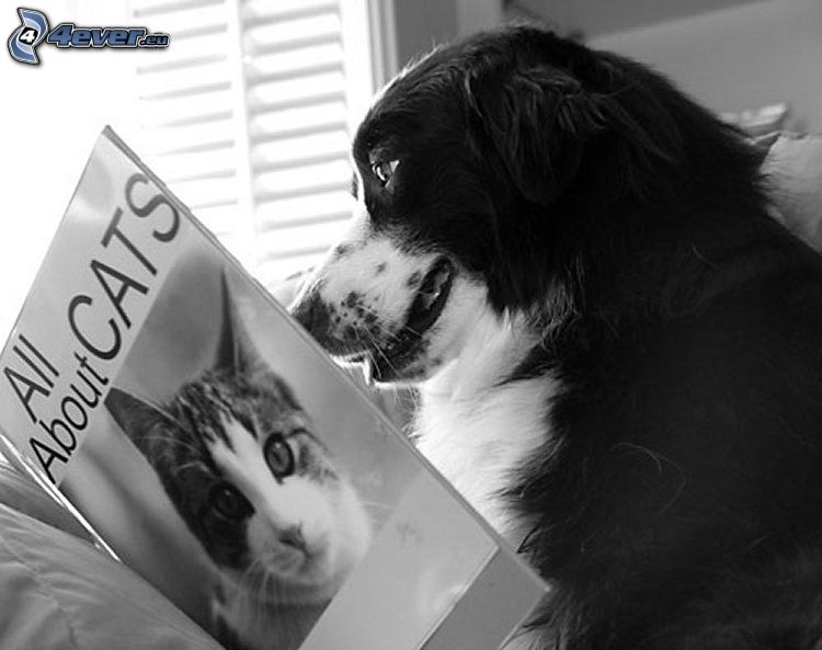 kutya, könyv, fekete-fehér