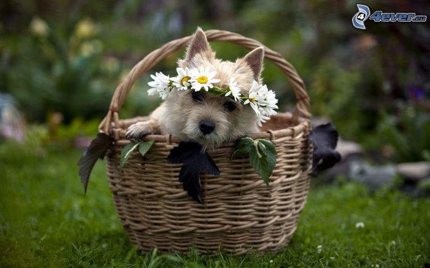 kutya a kosárban, koszorú, virágok, fű