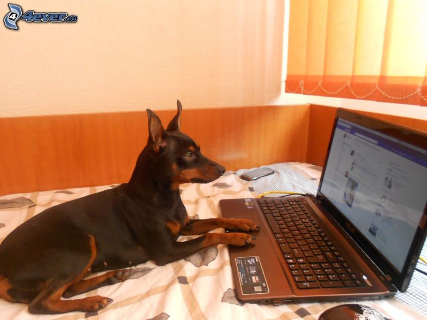 kutya a számítógépnél