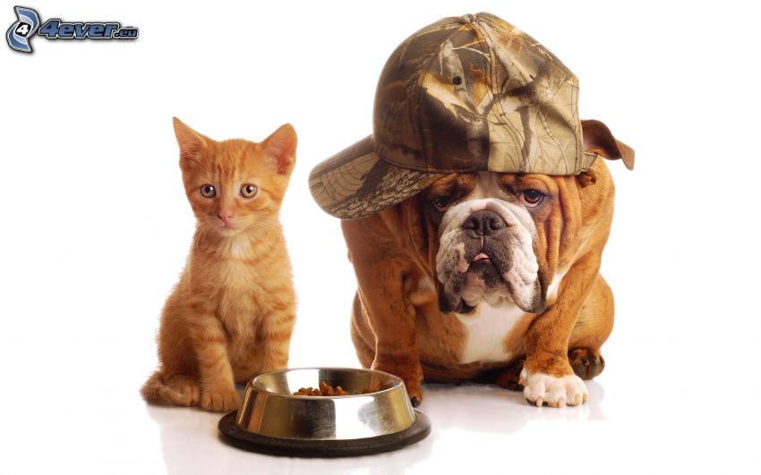 kutya és macska, barna cica, Angol buldog, sildes sapka, tál, étel