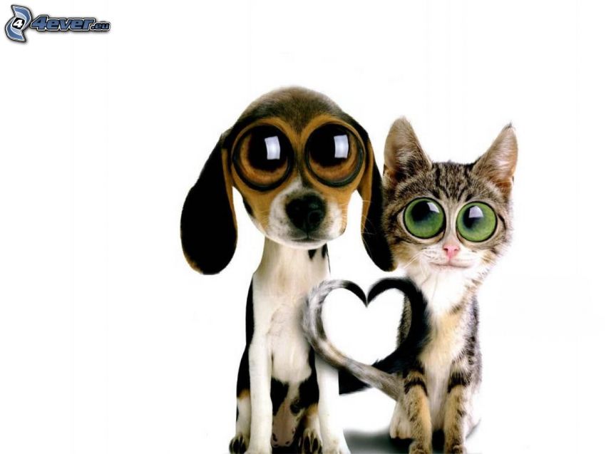 kutya és macska, szivecske, nagy szemek