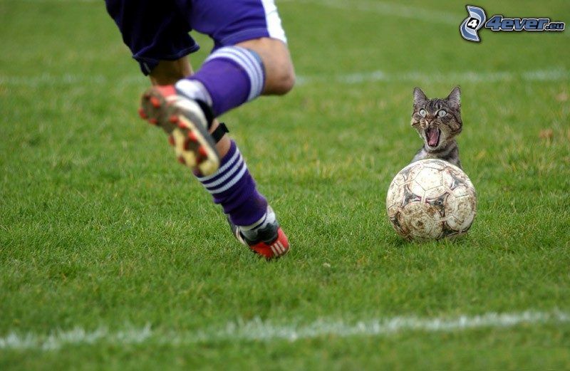 labdarúgó, ijedt macska
