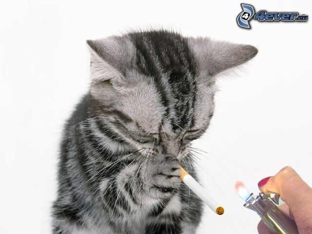 macska, cigaretta