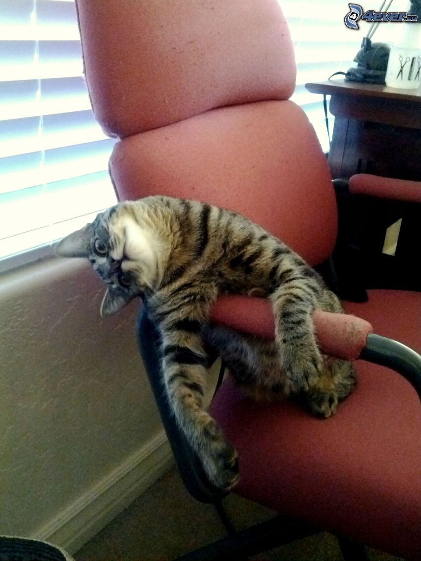 macska, fotel