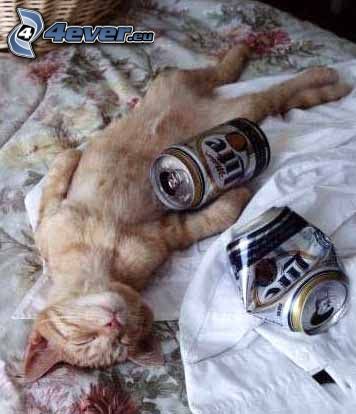macska, sör, alkoholista, részeg macska