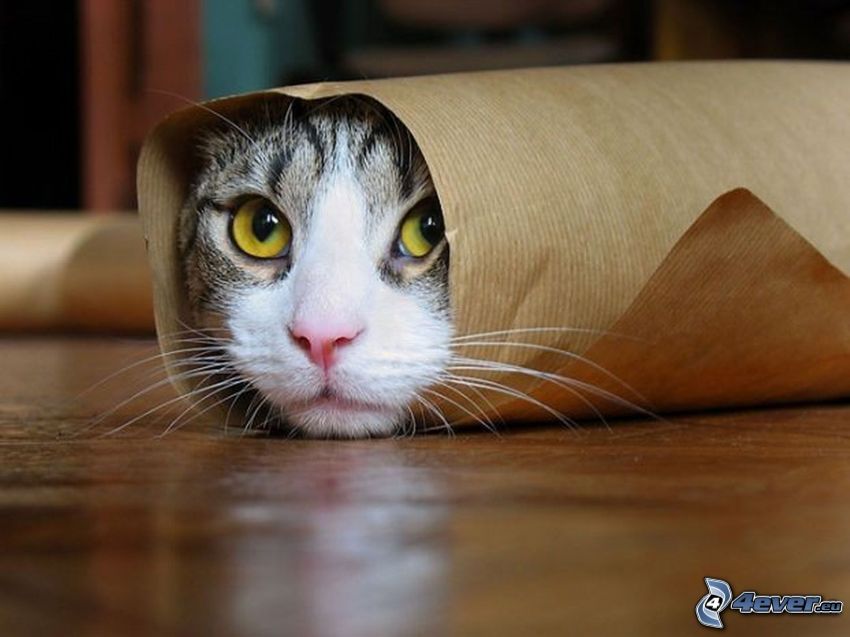 macska arc, papír