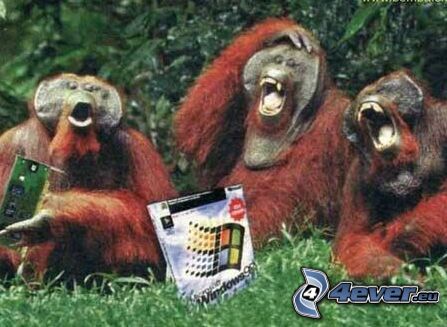 orangutánok, Windows 98, majmok