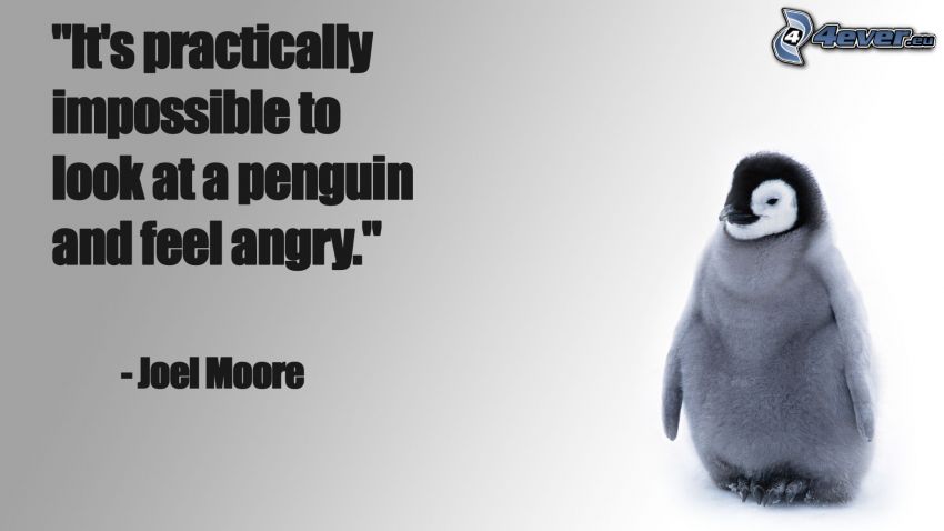 pingvin kölyök, harag, idézet