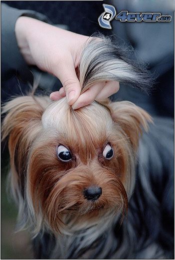 szemek, Yorkshire terrier, megfésült kutya