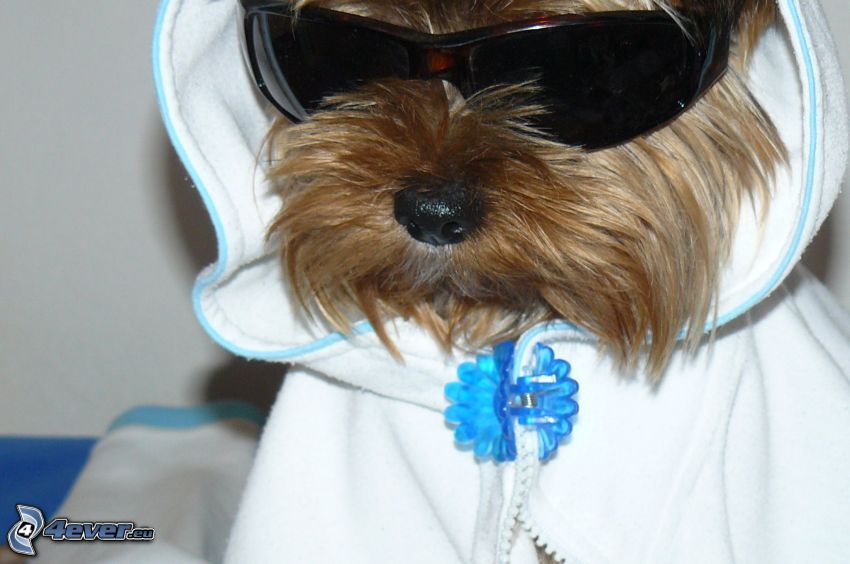 Yorkshire terrier, rapper, kutya szemüvegben