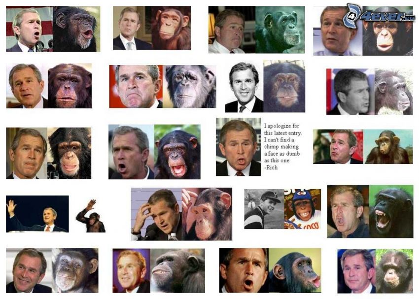 George Bush, csimpánz, arcok, hasonmás