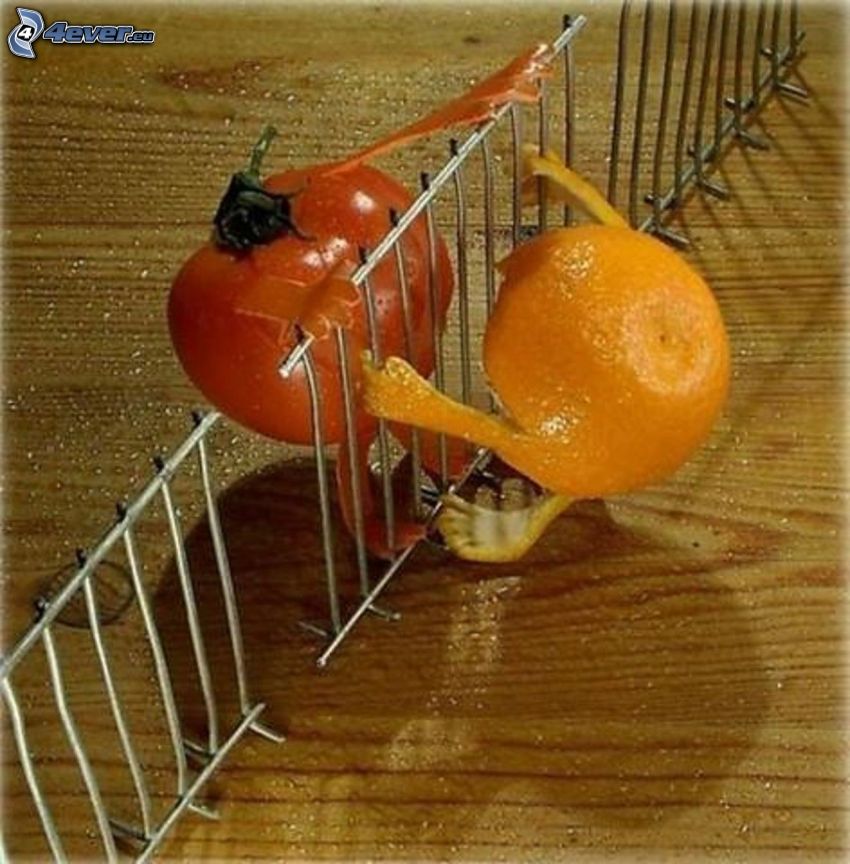 mandarin, paradicsom, kerítés