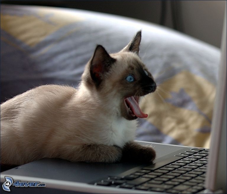 sziámi macska, meglepetés, nyelv, notebook