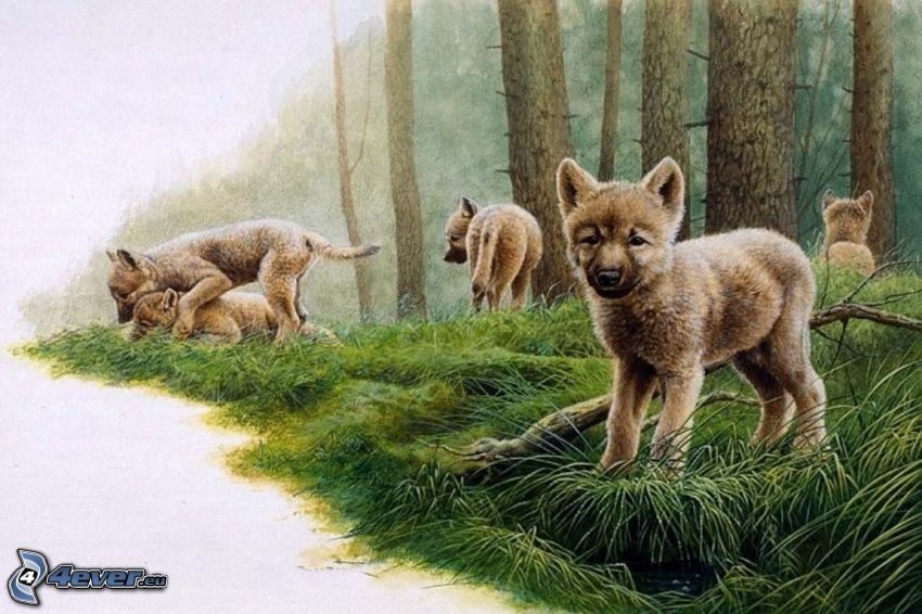 farkaskölykök, kutyakölykök, fészekalja, erdő, játék