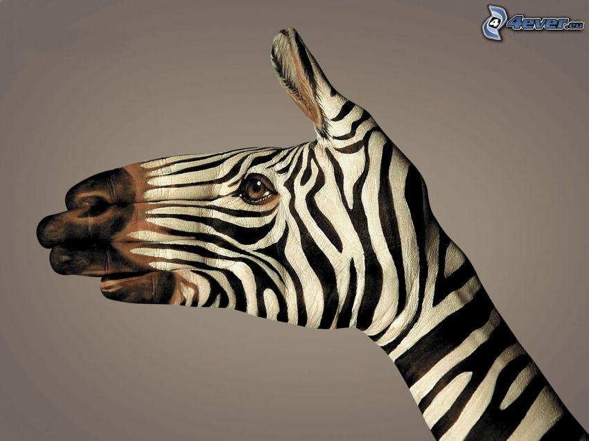 zebra, kéz, bodypainting