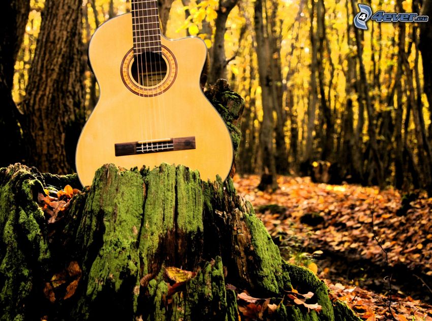 gitár, fatönk, erdő
