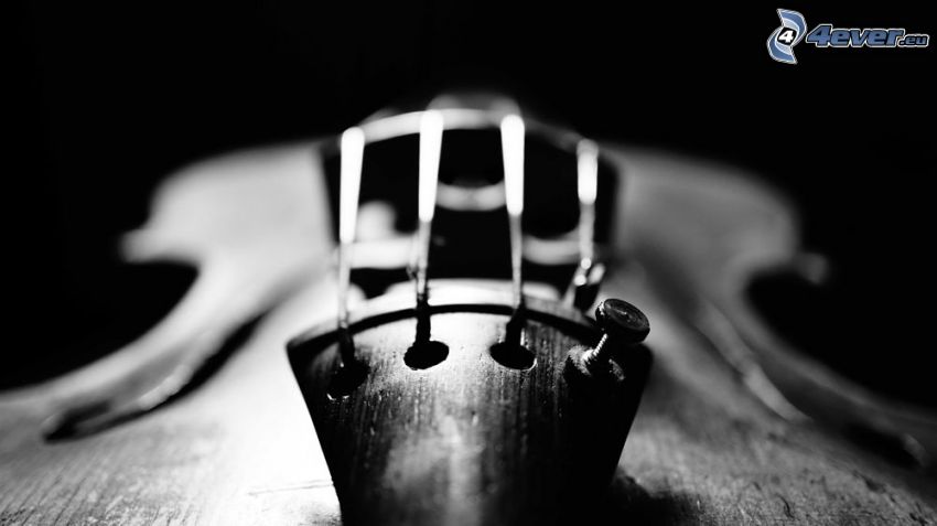 hegedű, fekete-fehér kép