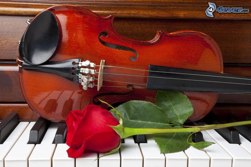 hegedű, vörös rózsa, zongora