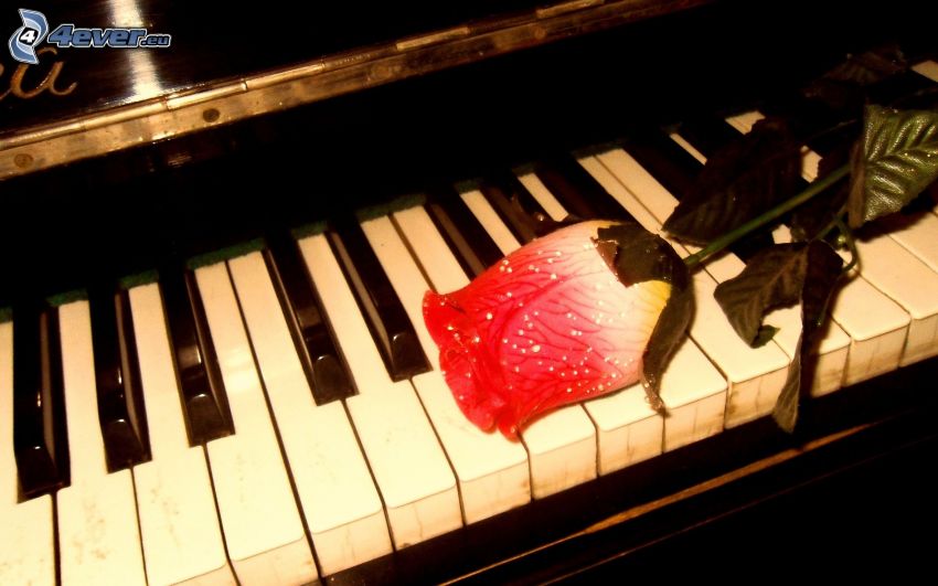 rózsa a zongorán