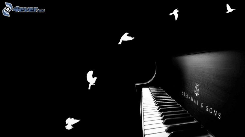 zongora, galambok