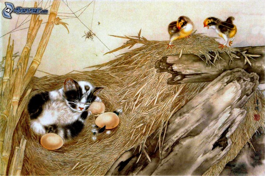 alvó cica, fészek, tojások, madarak