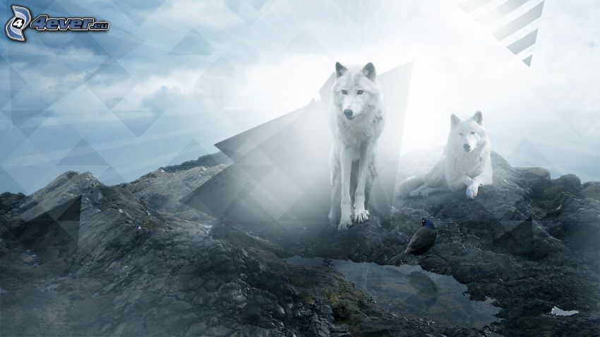 fehér farkasok, háromszögek, sziklák