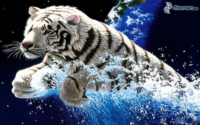 fehér tigris, víz, cseppek
