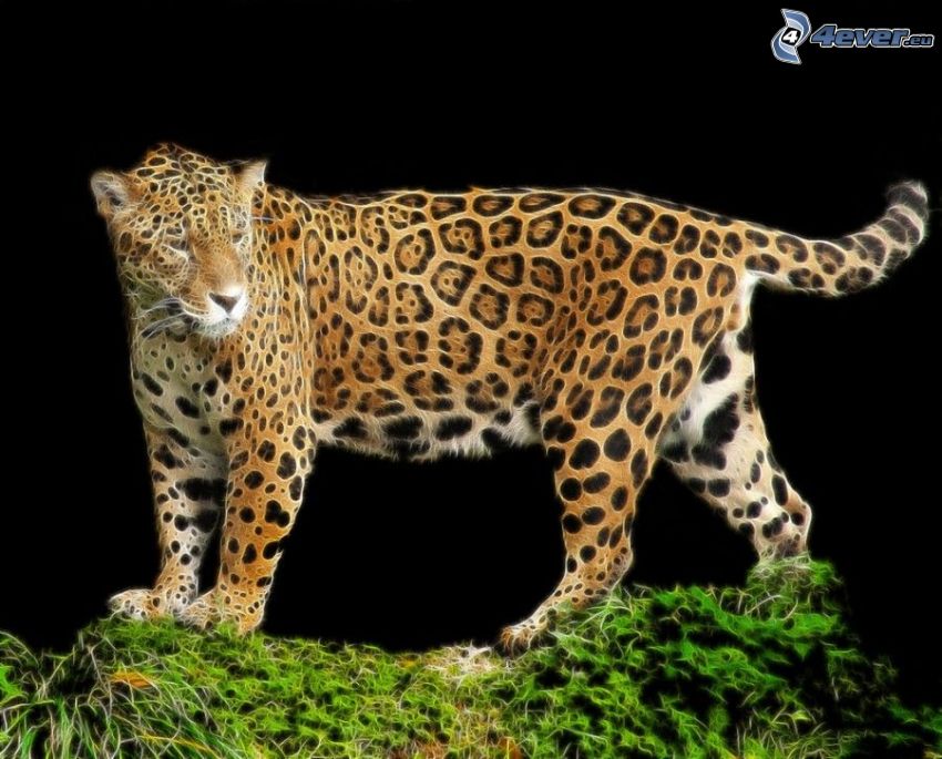 jaguár, fraktális állatok