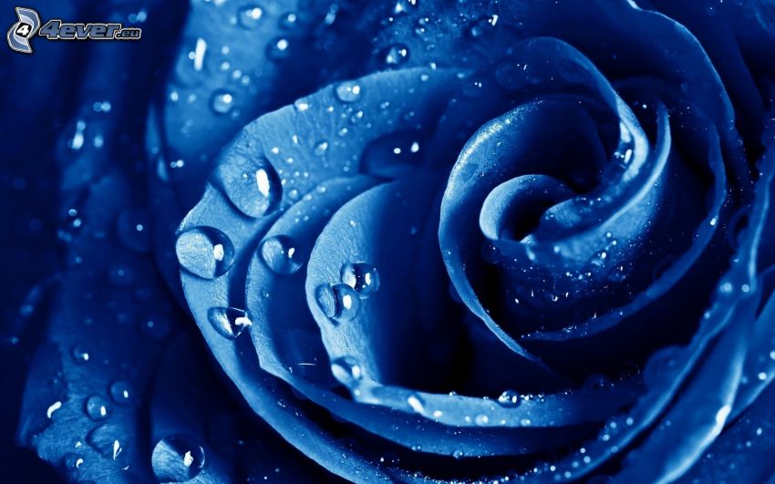 kék rózsa, vízcseppek