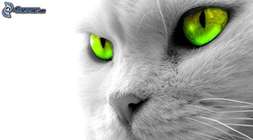 macskatekintet, zöld szemek